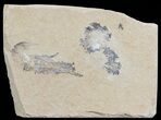 Cretaceous Fossil Shrimp - Lebanon #69991-1